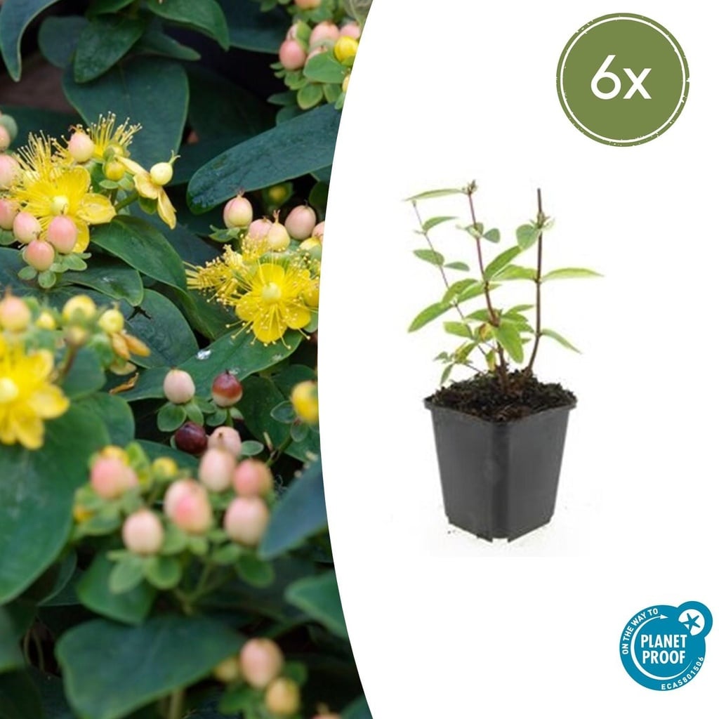 Duftloses Johanniskraut 'Annebel' 6er-Set (Hypericum inodorum) – winterharte Staude, Topf-Ø 9 cm, Höhe ca. 25 cm