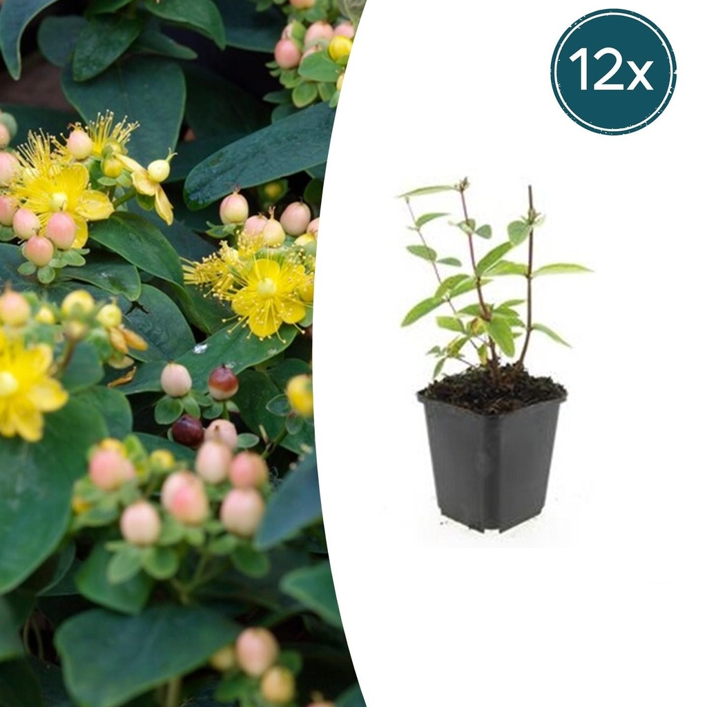 12x Hypericum inodorum 'Annebel' - ↕10-25cm - Ø9cm