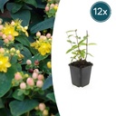 12x Hypericum inodorum 'Annebel' - ↕10-25cm - Ø9cm