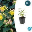 Duftloses Johanniskraut 'Annebel' 12er-Set (Hypericum inodorum) – winterharte Staude, Topf-Ø 9 cm, Höhe ca. 25 cm