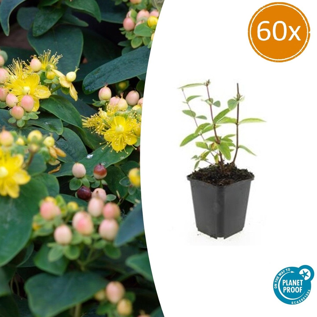 Großblütiges Johanniskraut 'Annebel' 60er-Set (Hypericum inodorum) – winterharte Staude, Topf-Ø 9 cm, Höhe ca. 25 cm