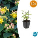 Großblütiges Johanniskraut 'Annebel' 60er-Set (Hypericum inodorum) – winterharte Staude, Topf-Ø 9 cm, Höhe ca. 25 cm