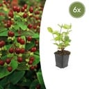6x Hypericum inodorum 'Beauty' - ↕10-25cm - Ø9cm