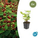 Duftloses Johanniskraut 'Beauty' 6er-Set (Hypericum inodorum) – winterharte Staude, Topf-Ø 9 cm, Höhe ca. 25 cm