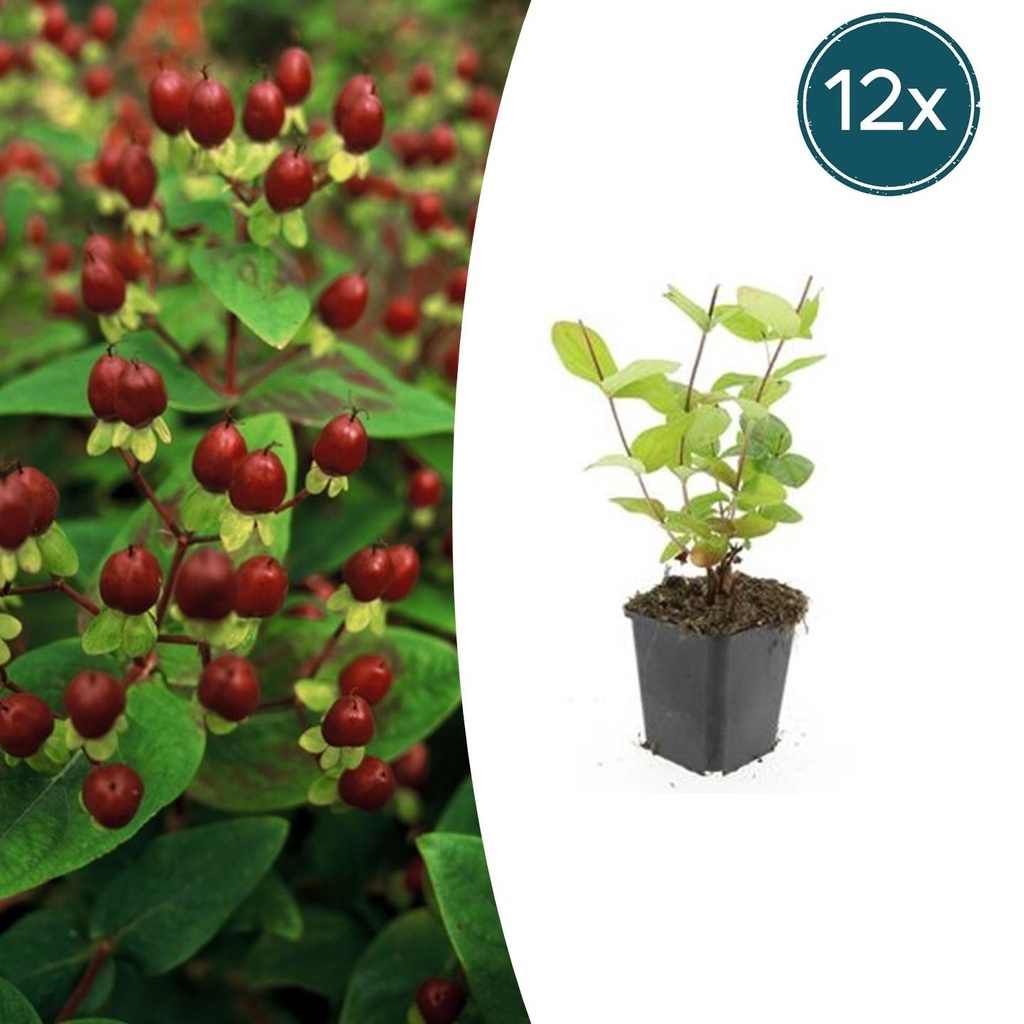 Duftloses Johanniskraut 'Beauty' 12er-Set (Hypericum inodorum) – winterharte Staude, Topf-Ø 9 cm, Höhe ca. 25 cm