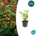 Duftloses Johanniskraut 'Beauty' 12er-Set (Hypericum inodorum) – winterharte Staude, Topf-Ø 9 cm, Höhe ca. 25 cm