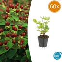 Duftloses Johanniskraut 'Beauty' 60er-Set (Hypericum inodorum) – winterharte Staude, Topf-Ø 9 cm, Höhe ca. 25 cm