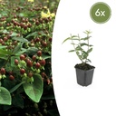 6x Hypericum inodorum 'Rheingold' - ↕10-25cm - Ø9cm