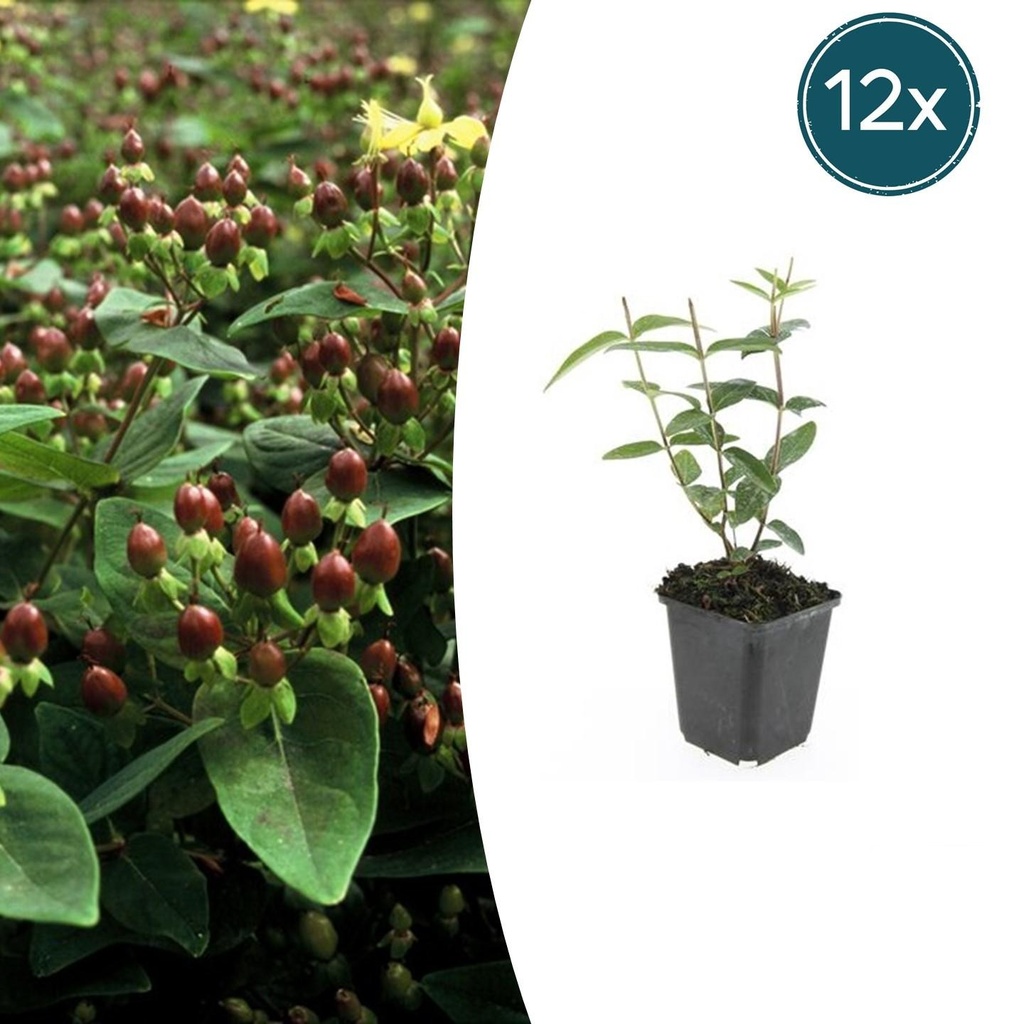 Großblütiges Johanniskraut 'Rheingold' 12er-Set (Hypericum inodorum) – winterharte Staude, Topf-Ø 9 cm, Höhe ca. 25 cm