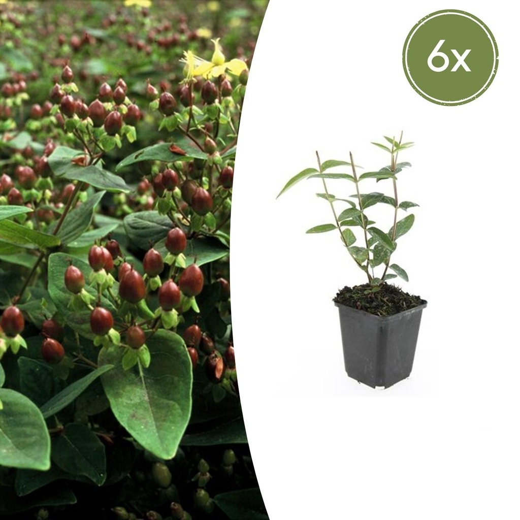 Duftloses Johanniskraut 6er-Set (Hypericum inodorum) – winterharte Staude, Topf-Ø 9 cm, Höhe ca. 25 cm
