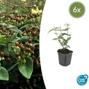 6x Hypericum inodorum - ↕10-25cm - Ø9cm