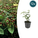 12x Hypericum inodorum - ↕10-25cm - Ø9cm