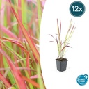 Blutgras 'Red Baron' 12er-Set (Imperata cylindrica) – winterhartes Ziergras, Topf-Ø 9 cm, Höhe ca. 25 cm