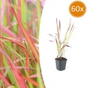 60x Imperata cylindrica 'Red Baron' - ↕10-25cm - Ø9cm