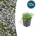 12x Isotoma fluviatilis - ↕10-25cm - Ø9cm