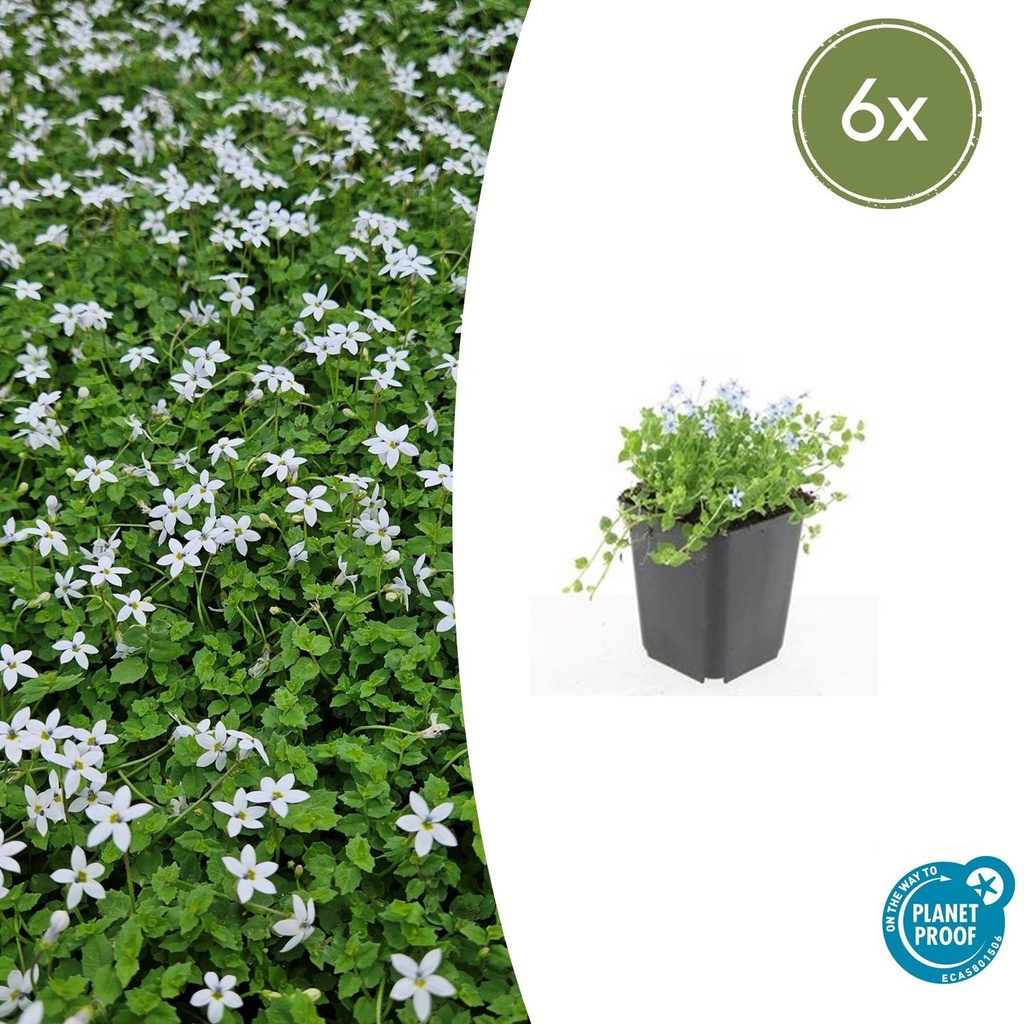 Blauer Bubikopf 'Alba' 6er-Set (Isotoma fluviatilis) – winterharte Bodendecker-Staude, Topf-Ø 9 cm, Höhe ca. 25 cm