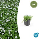 Blauer Bubikopf 'Alba' 6er-Set (Isotoma fluviatilis) – winterharte Bodendecker-Staude, Topf-Ø 9 cm, Höhe ca. 25 cm