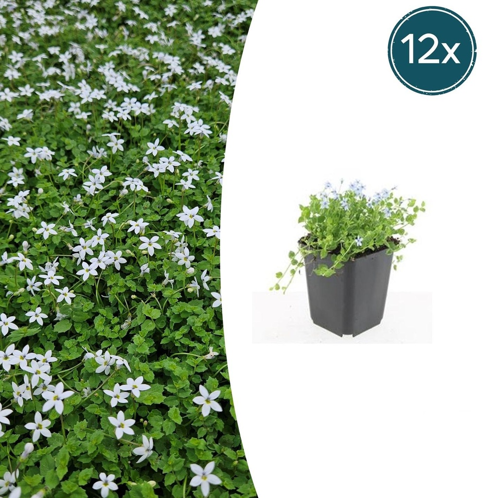 12x Isotoma fluviatilis 'Alba'- ↕10-25cm - Ø9cm