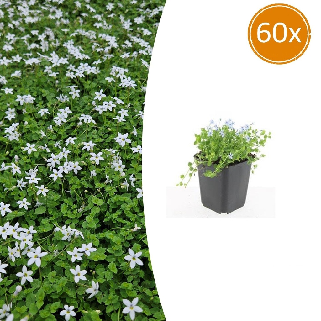60x Isotoma fluviatilis 'Alba'- ↕10-25cm - Ø9cm