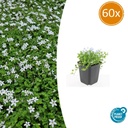 Blauer Bubikopf 'Alba' 60er-Set (Isotoma fluviatilis) – winterharte Bodendecker-Staude, Topf-Ø 9 cm, Höhe ca. 25 cm