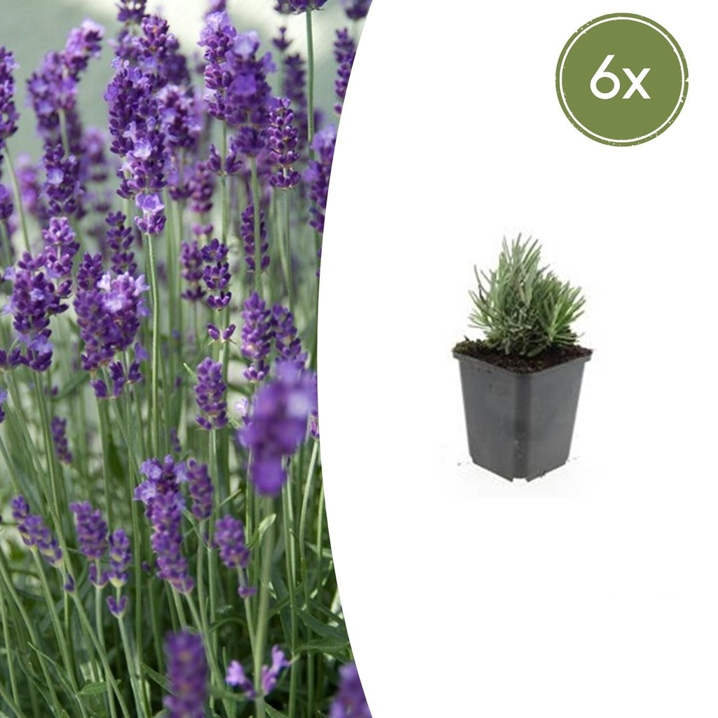 6x Lavandula ang. 'Dwarf Blue' - ↕10-25cm - Ø9cm