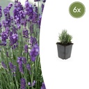 6x Lavandula ang. 'Dwarf Blue' - ↕10-25cm - Ø9cm