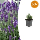 60x Lavandula ang. 'Dwarf Blue' - ↕10-25cm - Ø9cm