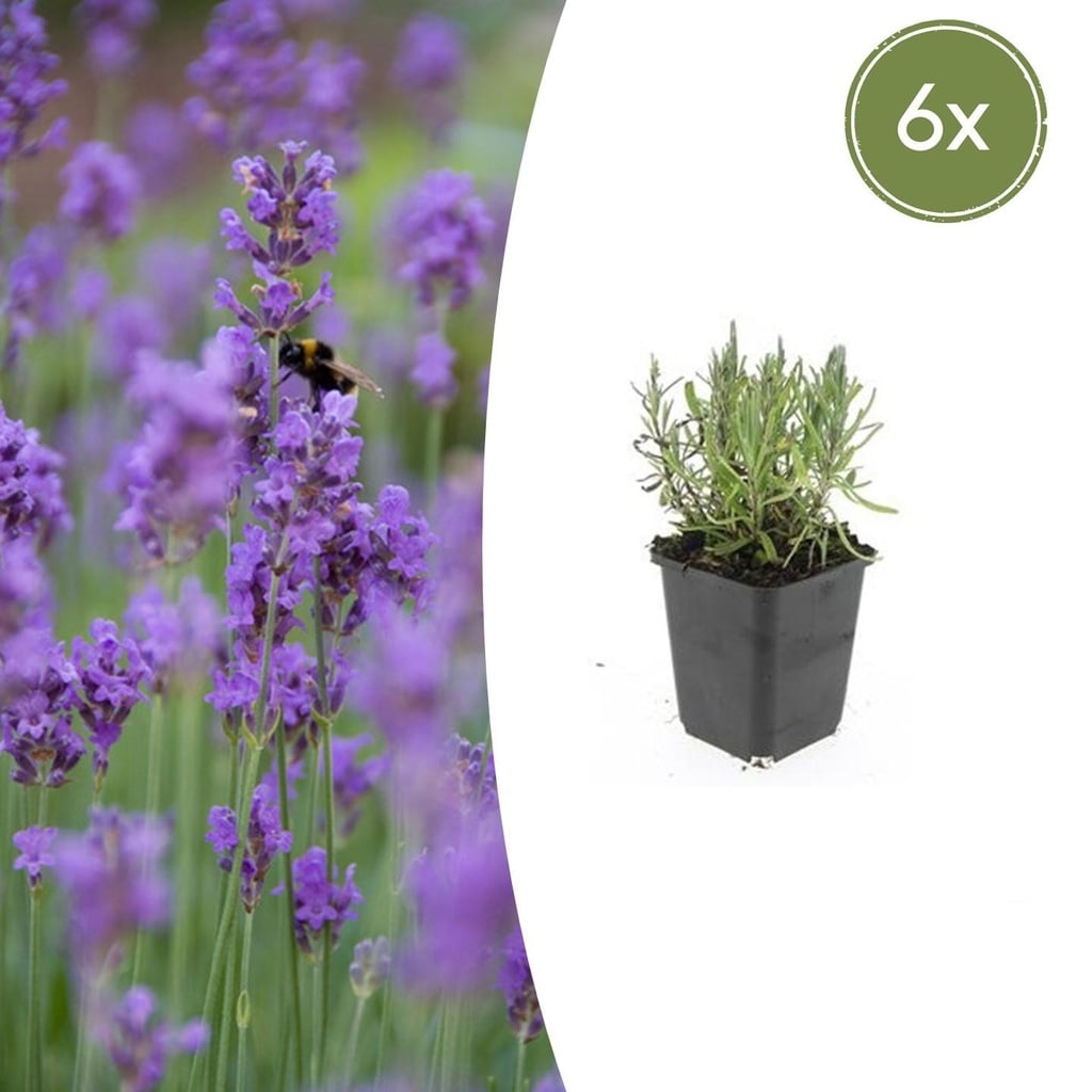 6x Lavandula ang. 'Munstead' - ↕10-25cm - Ø9cm