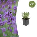 6x Lavandula ang. 'Munstead' - ↕10-25cm - Ø9cm