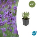 Echter Lavendel 'Munstead' 6er-Set (Lavandula angustifolia) – winterharter Halbstrauch, Topf-Ø 9 cm, Höhe ca. 25 cm