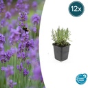 Echter Lavendel 'Munstead' 12er-Set (Lavandula angustifolia) – winterharter Halbstrauch, Topf-Ø 9 cm, Höhe ca. 25 cm