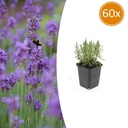 60x Lavandula ang. 'Munstead' - ↕10-25cm - Ø9cm