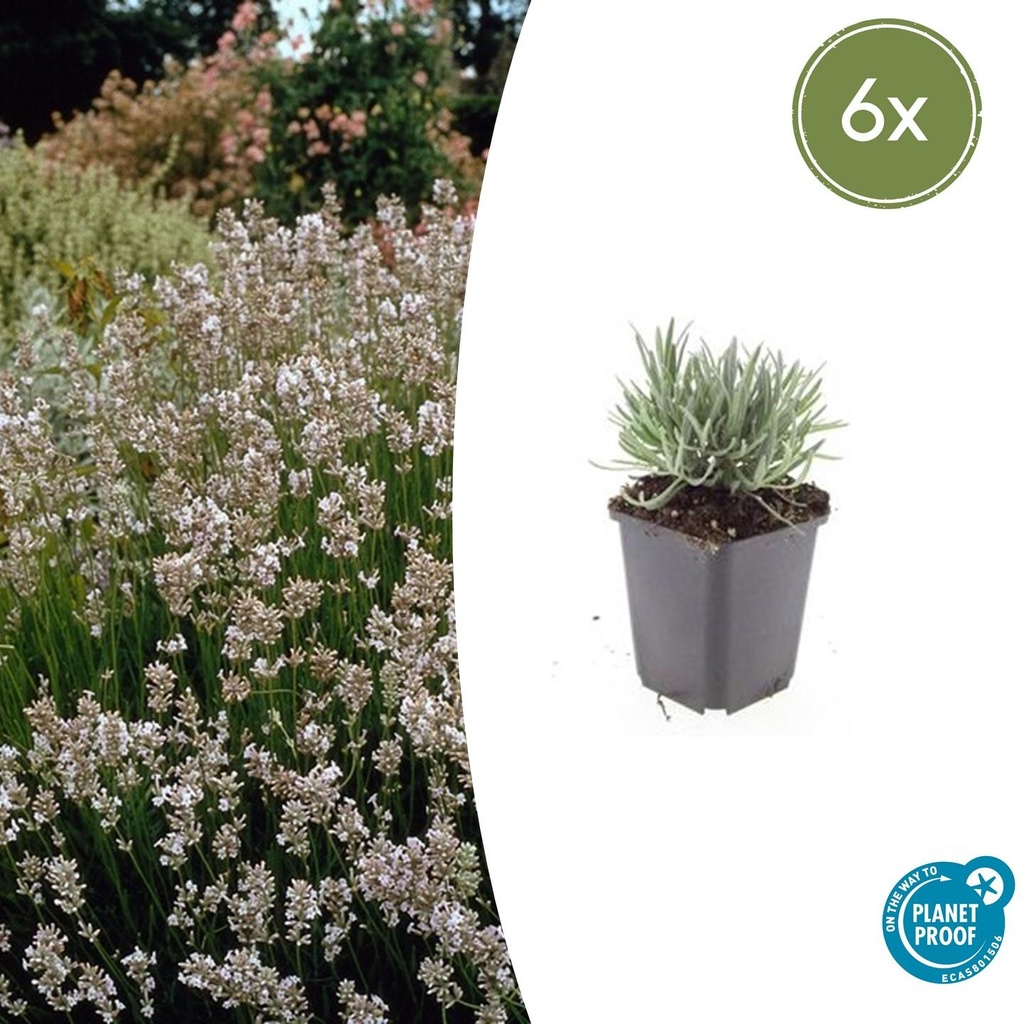 Echter Lavendel 'Edelweiss' 6er-Set (Lavandula angustifolia) – winterharter Halbstrauch, Topf-Ø 9 cm, Höhe ca. 25 cm