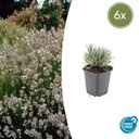 Echter Lavendel 'Edelweiss' 6er-Set (Lavandula angustifolia) – winterharter Halbstrauch, Topf-Ø 9 cm, Höhe ca. 25 cm