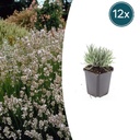 12x Lavandula int. 'Edelweiss' - ↕10-25cm - Ø9cm