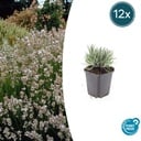 Echter Lavendel 'Edelweiss' 12er-Set (Lavandula angustifolia) – winterharte Duftstaude, Topf-Ø 9 cm, Höhe ca. 25 cm