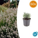 Echter Lavendel 'Edelweiss' 60er-Set (Lavandula angustifolia) – winterharte Duftstaude, Topf-Ø 9 cm, Höhe ca. 25 cm