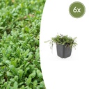 6x Leptinella squalida - ↕10-25cm - Ø9cm