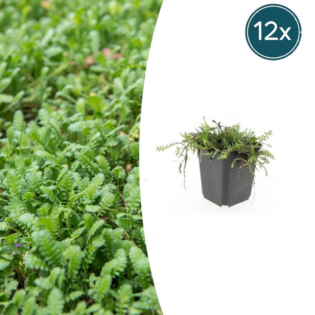 12x Leptinella squalida - ↕10-25cm - Ø9cm