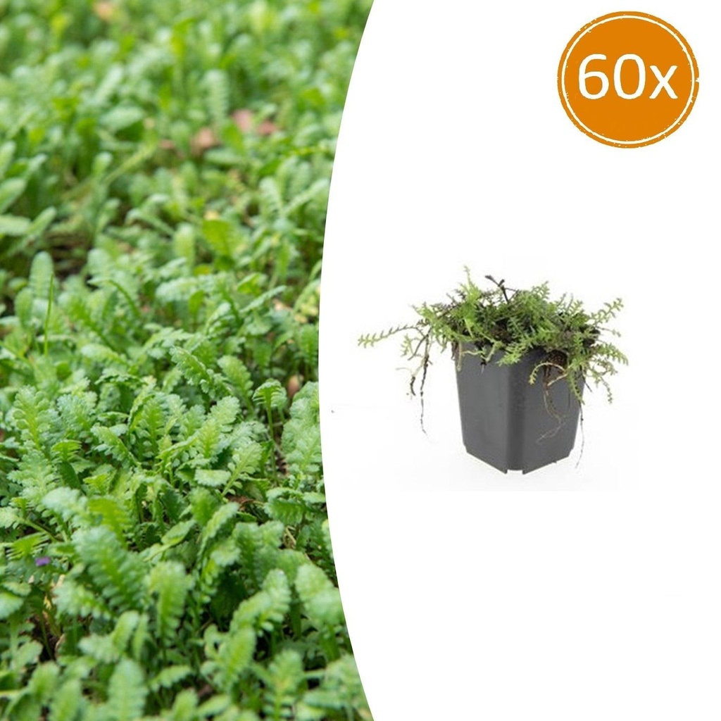 60x Leptinella squalida - ↕10-25cm - Ø9cm