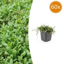 Fiederpolster 60er-Set (Leptinella squalida) – winterharte Bodendecker-Staude, Topf-Ø 9 cm, Höhe ca. 25 cm