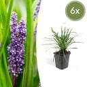6x Liriope muscari 'Big Blue' - ↕10-25cm - Ø9cm