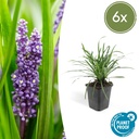 Lilientraube 'Big Blue' 6er-Set (Liriope muscari) – winterharte immergrüne Staude, Topf-Ø 9 cm, Höhe ca. 25 cm