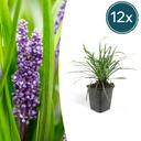 12x Liriope muscari 'Big Blue' - ↕10-25cm - Ø9cm