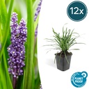Lilientraube 'Big Blue' 12er-Set (Liriope muscari) – winterharte immergrüne Staude, Topf-Ø 9 cm, Höhe ca. 25 cm