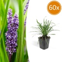 60x Liriope muscari 'Big Blue' - ↕10-25cm - Ø9cm