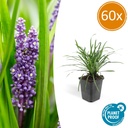 Lilientraube 'Big Blue' 60er-Set (Liriope muscari) – winterharte immergrüne Staude, Topf-Ø 9 cm, Höhe ca. 25 cm