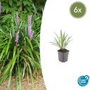 Lilientraube 'Ingwersen' 6er-Set (Liriope muscari) – winterharte immergrüne Staude, Topf-Ø 9 cm, Höhe ca. 25 cm