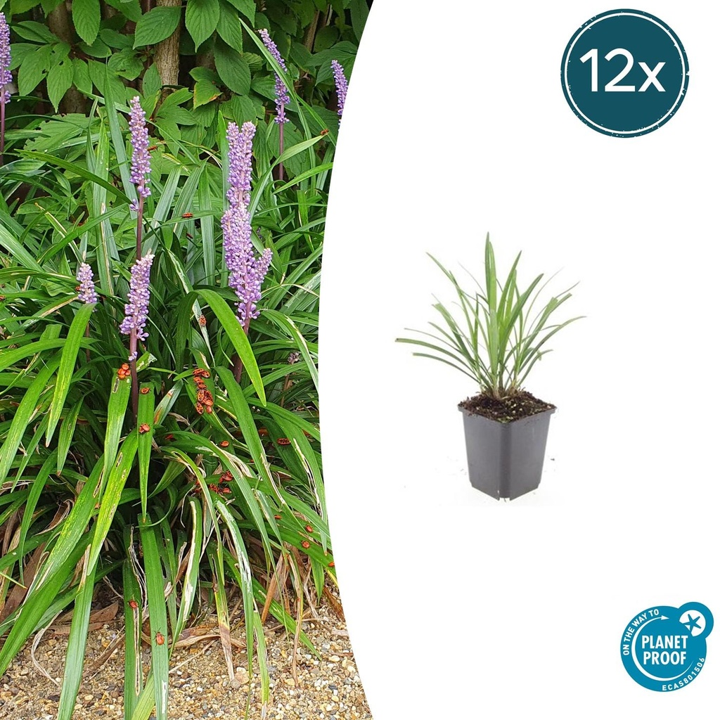 Lilientraube 'Ingwersen' 12er-Set (Liriope muscari) – winterharte immergrüne Staude, Topf-Ø 9 cm, Höhe ca. 25 cm