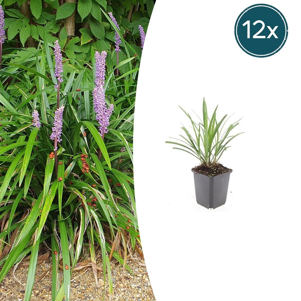 Lilientraube 'Ingwersen' 12er-Set (Liriope muscari) – winterharte immergrüne Staude, Topf-Ø 9 cm, Höhe ca. 25 cm